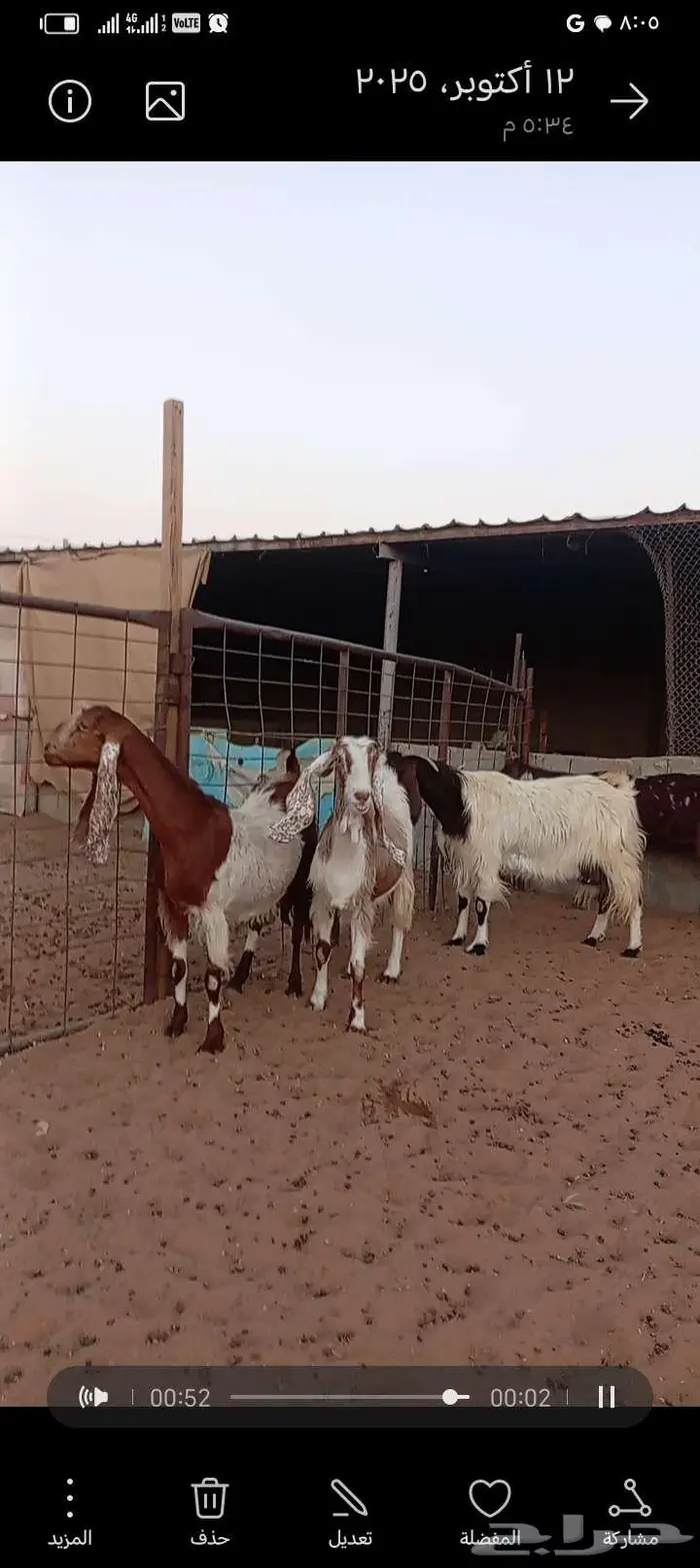 للبيع معزا مشاريك خصم 7