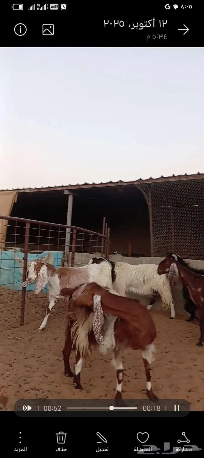 للبيع معزا مشاريك خصم 2