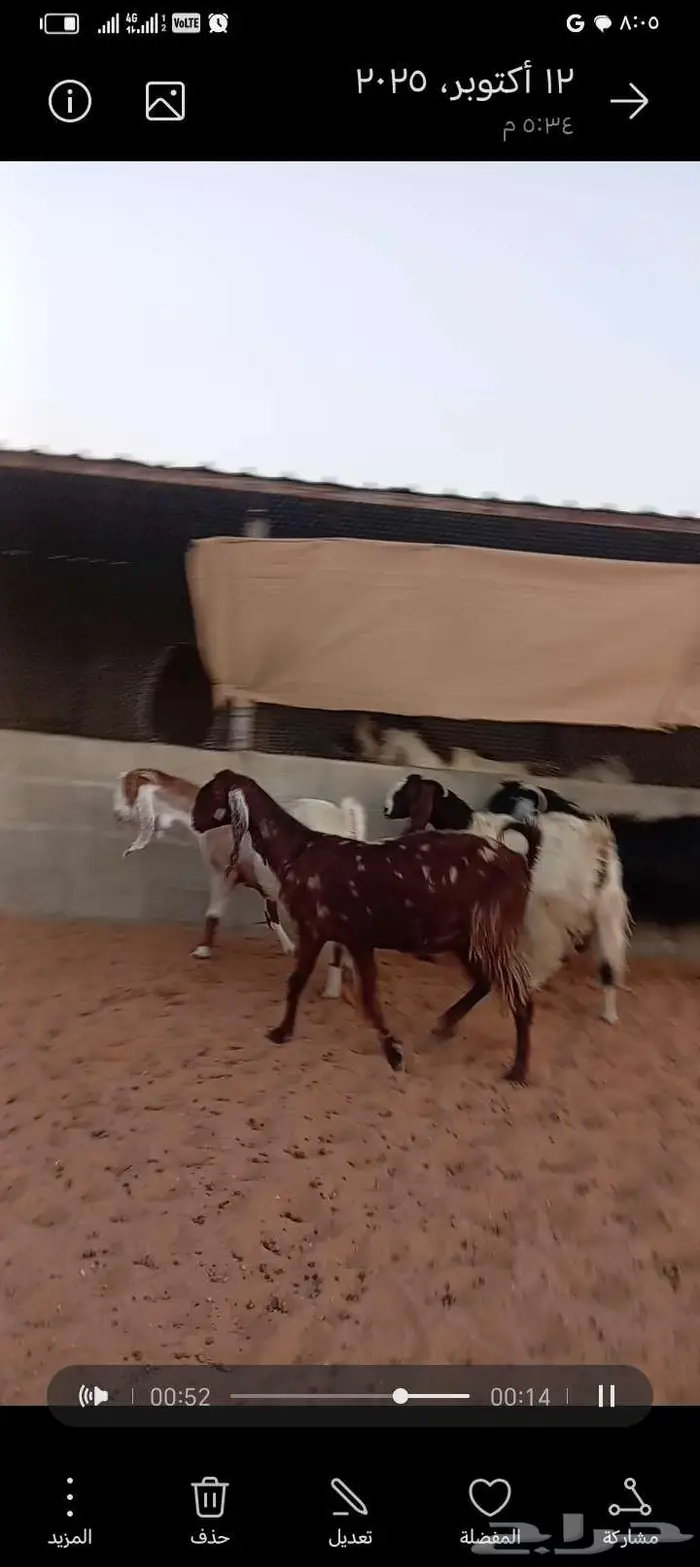 للبيع معزا مشاريك خصم 0