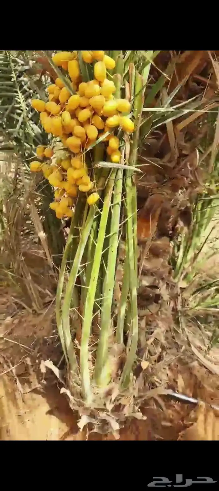 لبيع وتوريد جميع انواع النخيل 8