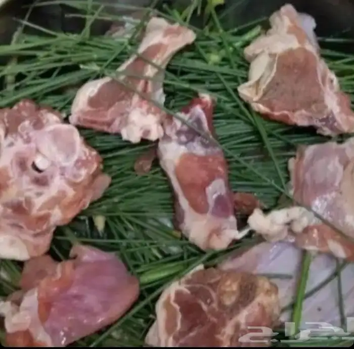 للبيع مرخ طازج 1
