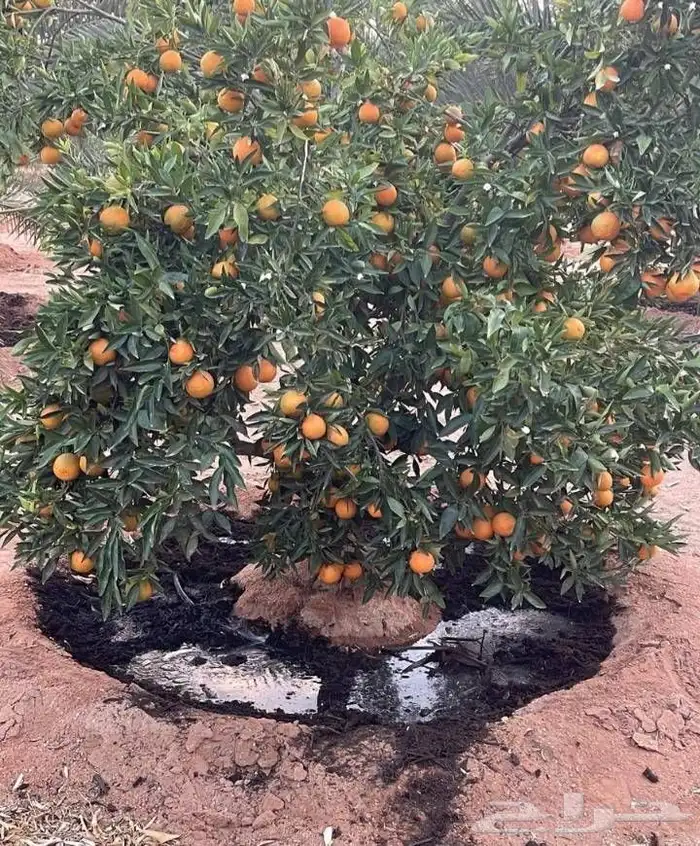 مقول نخيل وزيتون وليمون وجميع الاشجار 1