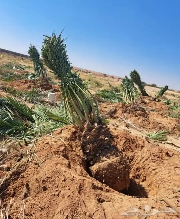 السلام عليكم ورحمه الله وبركاته عندنا جميع انواع النخيل 6