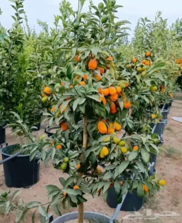 مقول نخيل وزيتون وليمون وجميع الاشجار 2