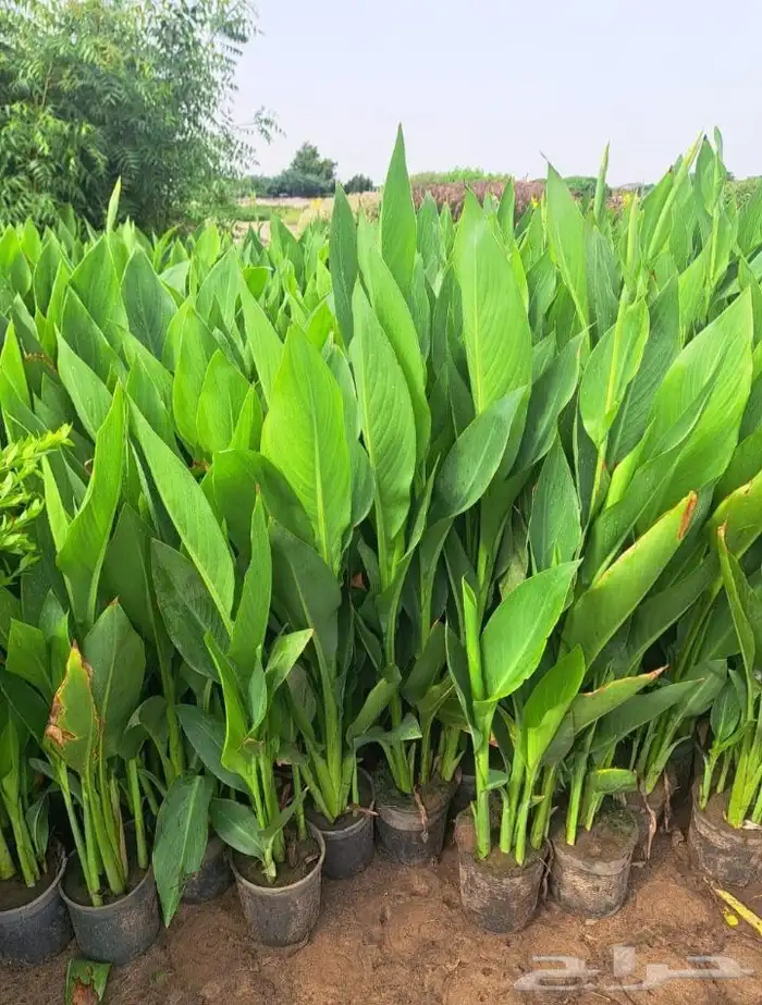 منسق حديق وتركيب جميع شبكات الري العادي والاتمتك 3