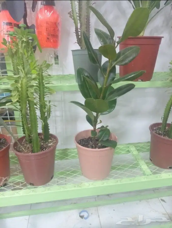 منسق حديق وتركيب جميع شبكات الري العادي والاتمتك 5