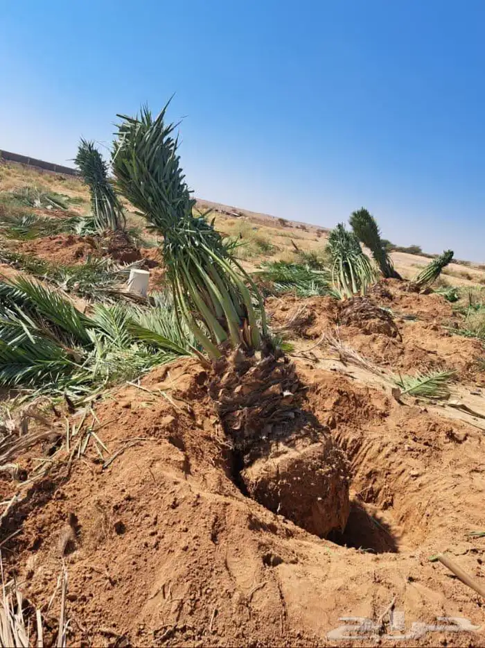 السلام عليكم ورحمه الله وبركاته عندنا جميع انواع النخيل 4