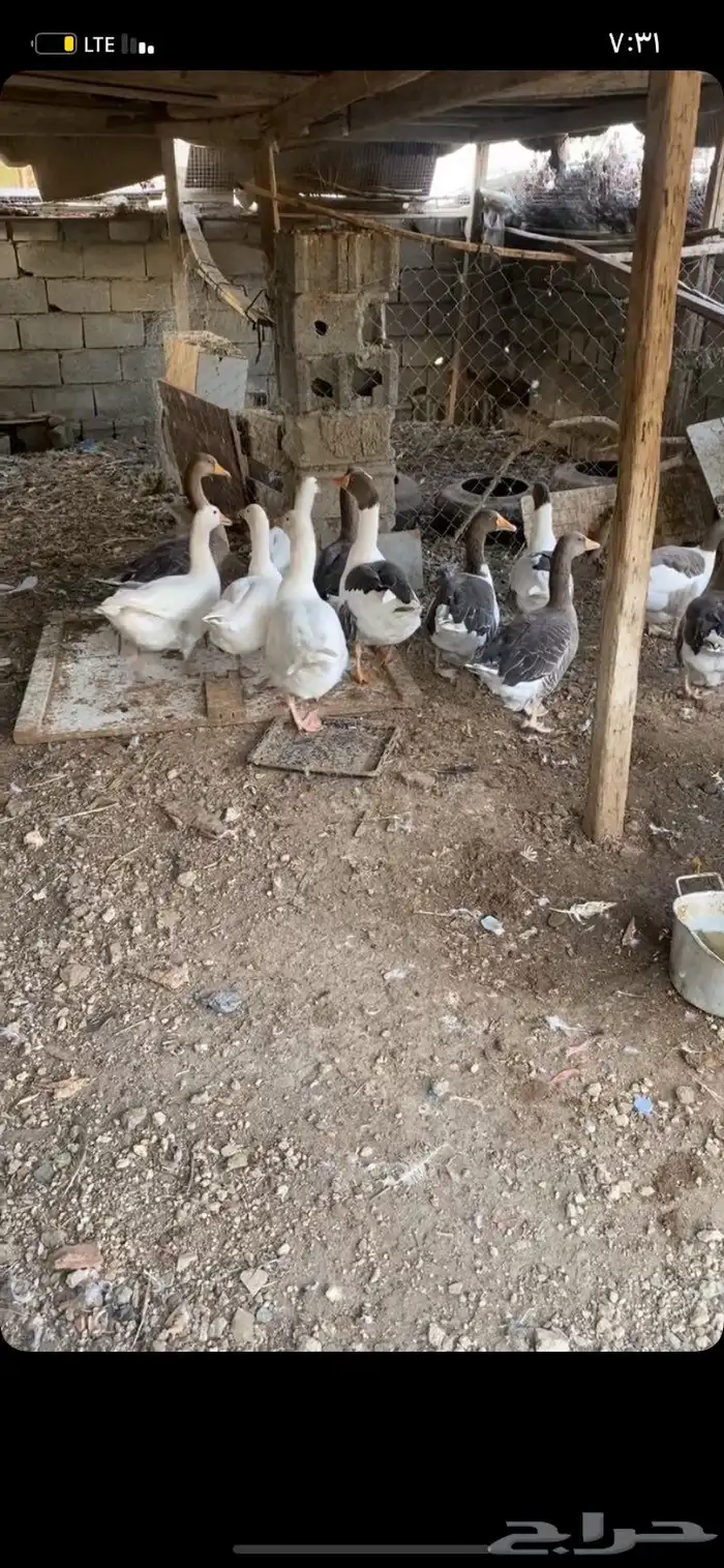 بط مسكوفي و وز ودجاج بلدي بياض وجوز رومي 5