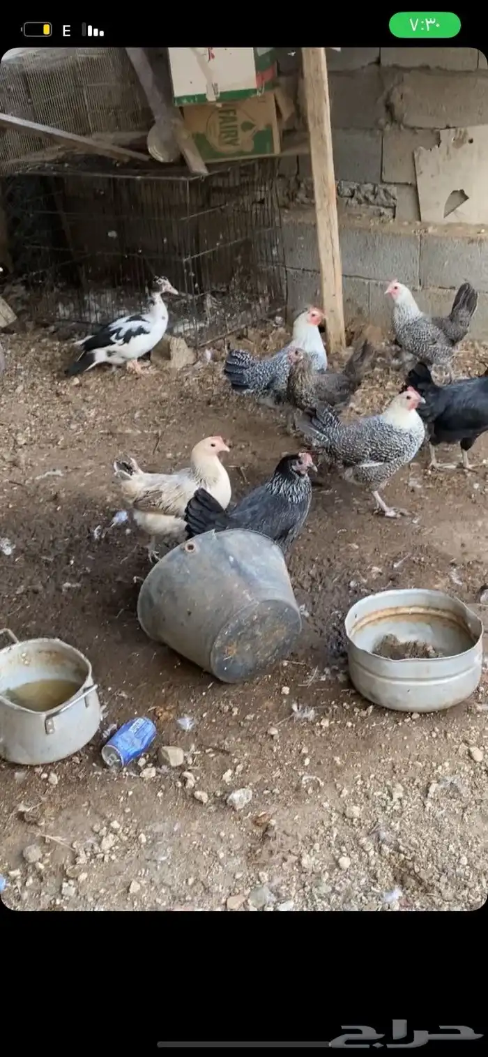 بط مسكوفي و وز ودجاج بلدي بياض وجوز رومي 6