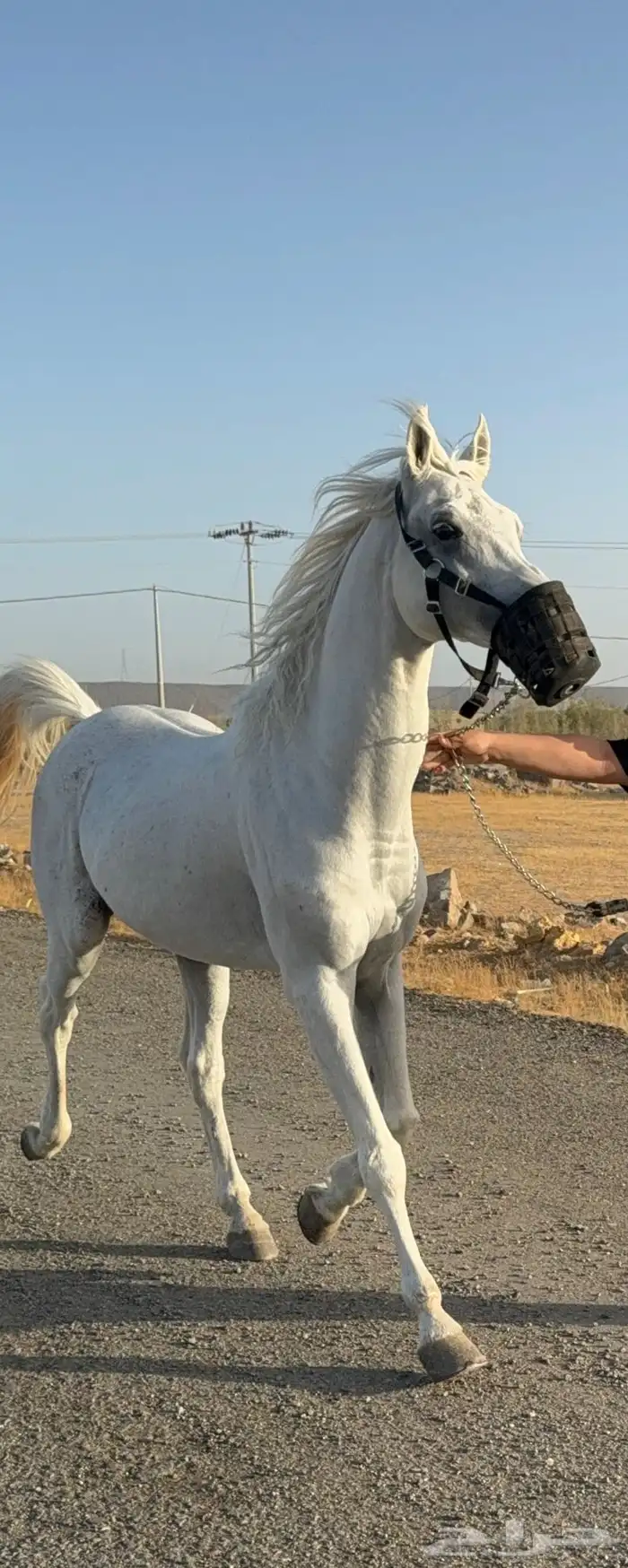 فرس انجليزيه مع بنتها 6