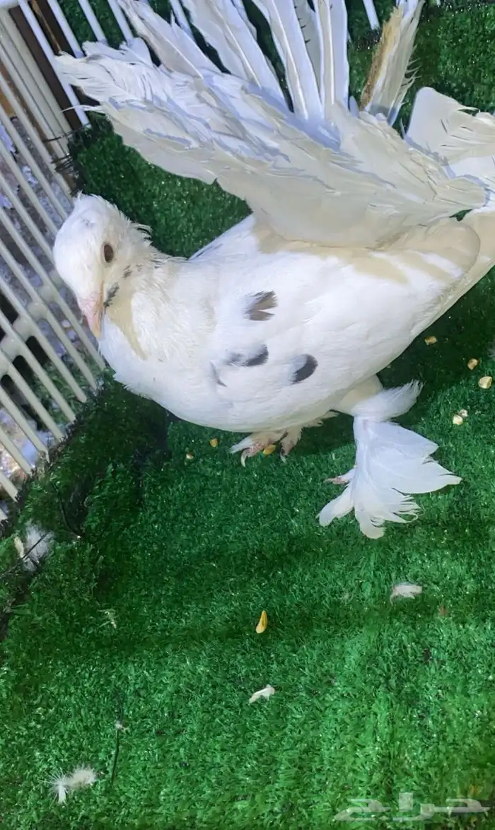 حمام زينة رقاص هولندي 0