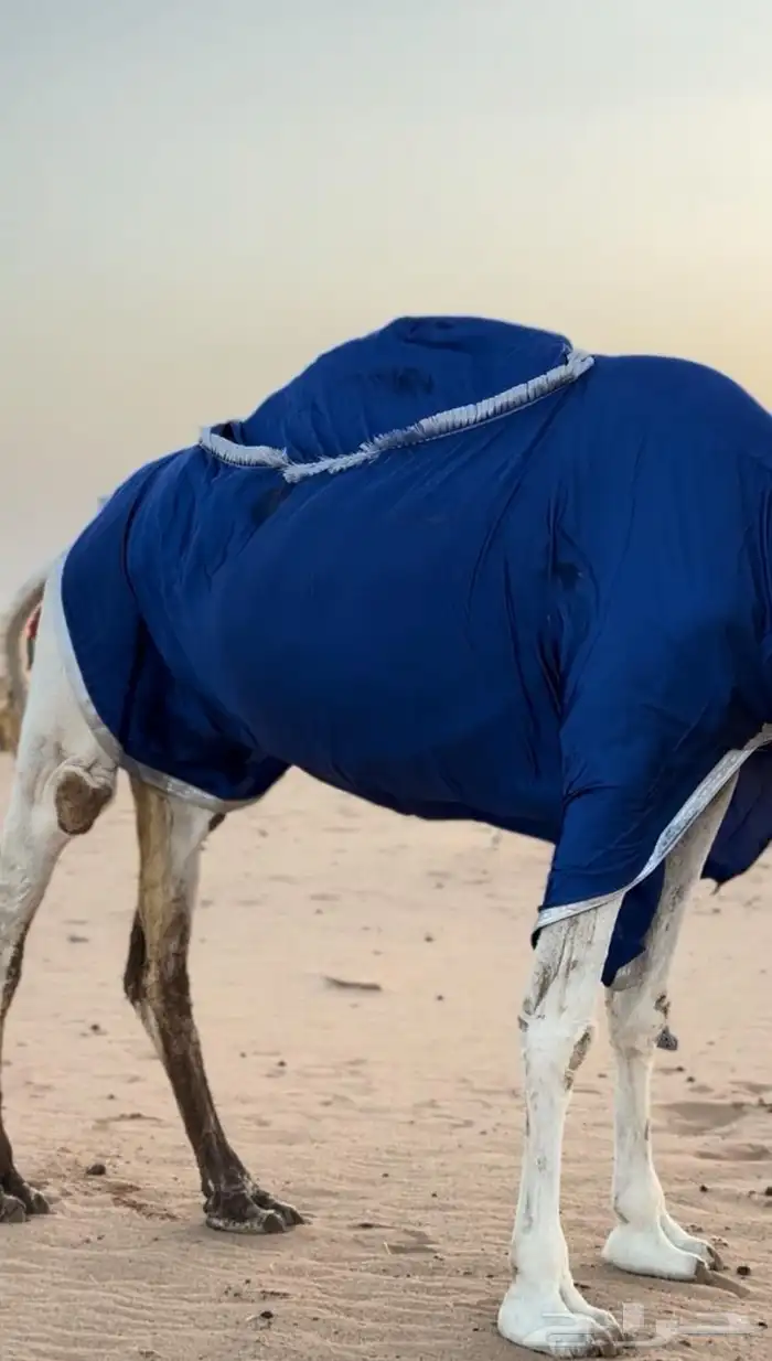 اجلة أبل 0