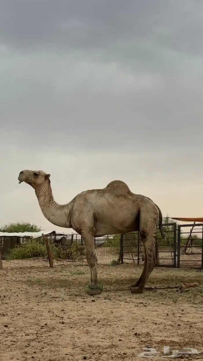 بعير أركي فحل نيب 4