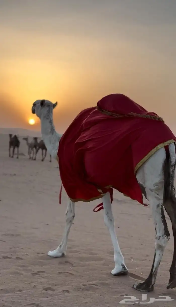 اجلة أبل 2