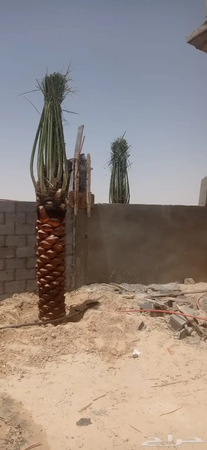 نخل وشبوكات 3