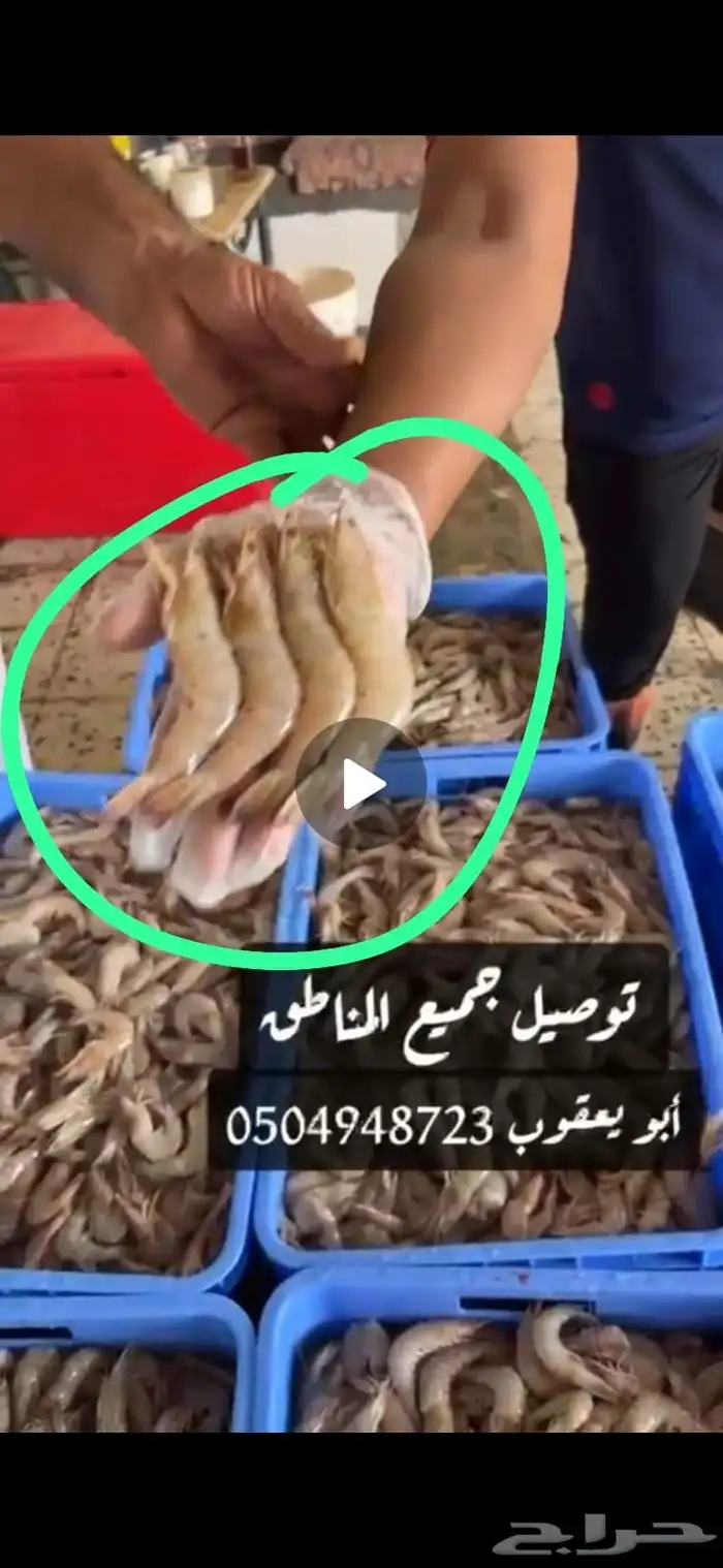 روبيان الجبيل طازج كل يوم جامبو فرخ جامبو 1