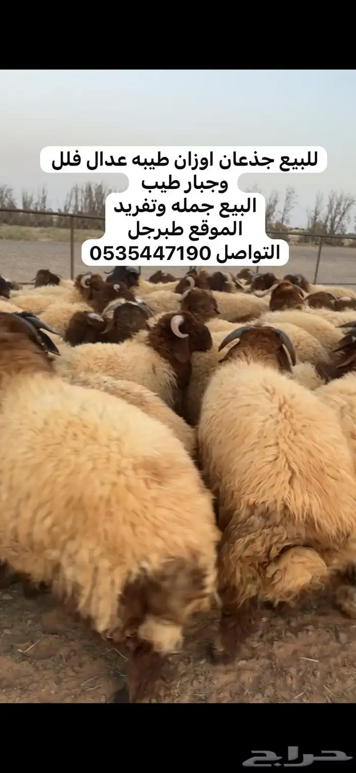 خرفان جذعان 0