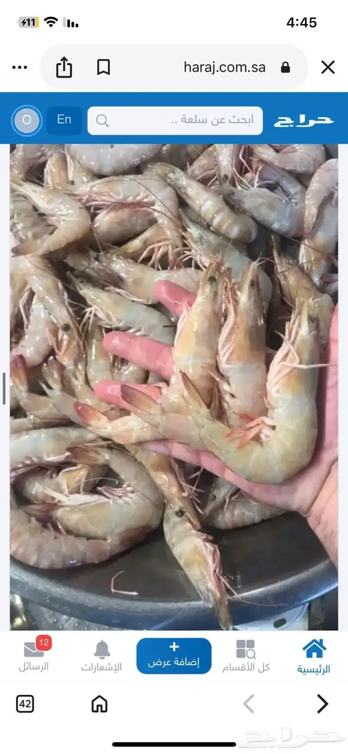 روبيان الجبيل طازج كل يوم جامبو فرخ جامبو 0