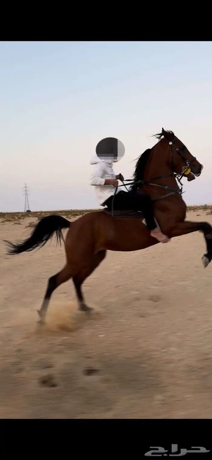 حصان طرب شعبي 2