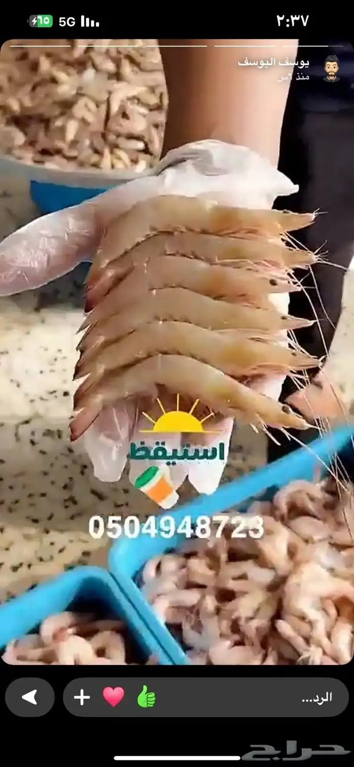 روبيان الجبيل طازج كل يوم جامبو فرخ جامبو 4