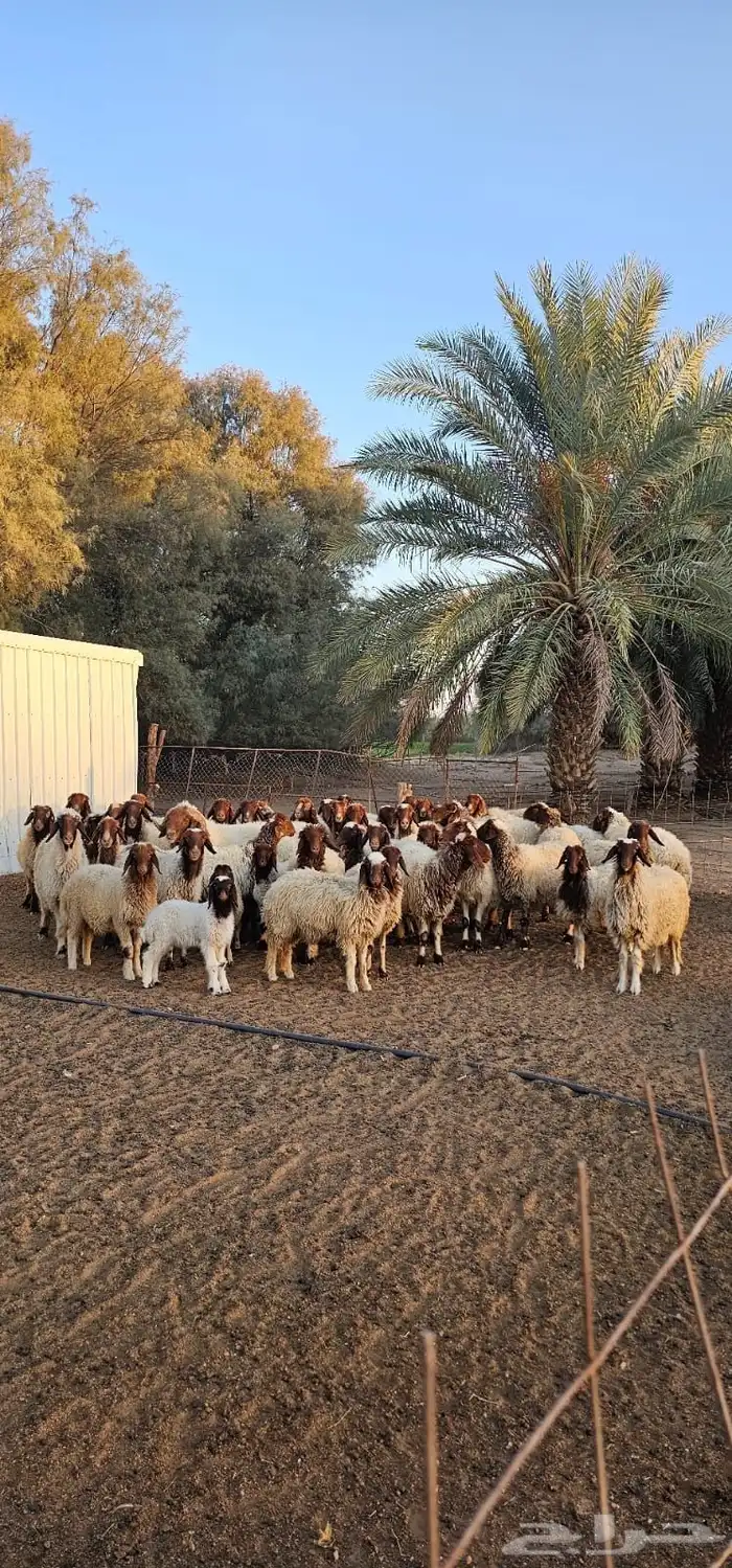 مراح غنم نعيم للبيع في حائل - الشملي عدد 42 1