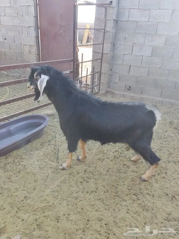 تيس فحل مشروط 1