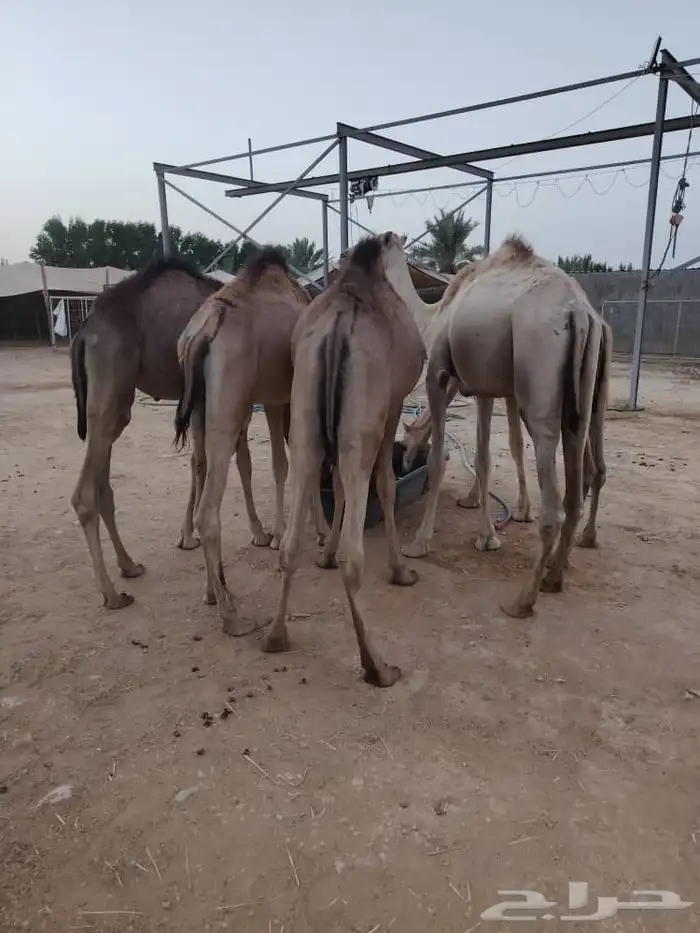 اطيب واجود لحوم القعدان الصومالية عندنا 1