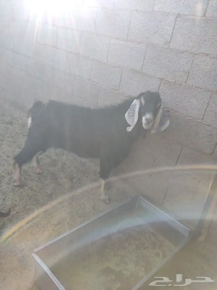 تيس فحل مشروط 0