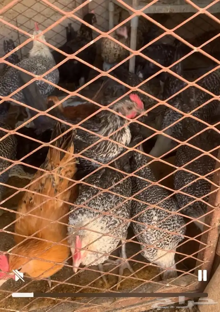 للبيع دجاج وديكه مشكل 1