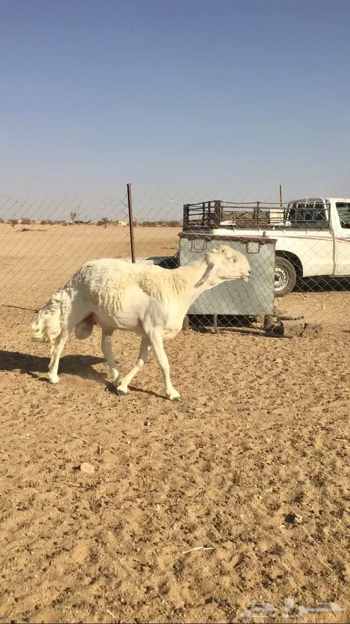 فحل حري صنف الصنف 5