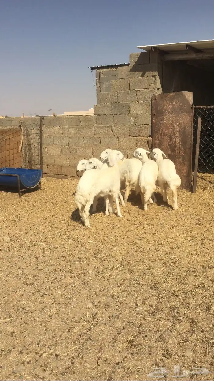 رخال حريات صنف 6