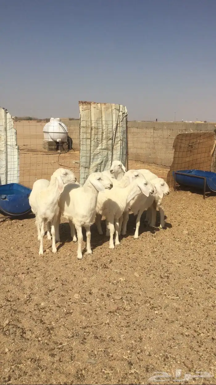 رخال حريات صنف 2
