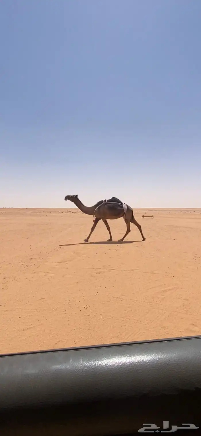 ضروبه 0