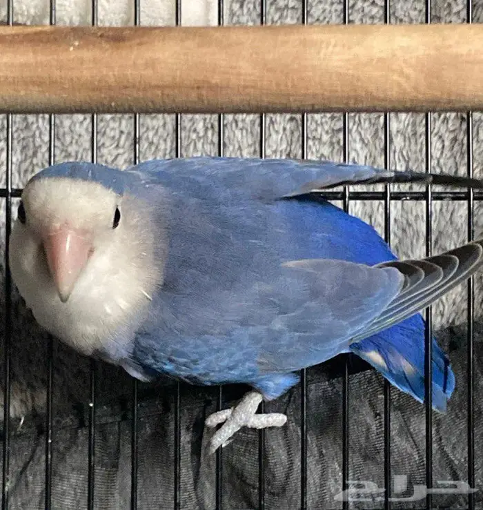 طير روز منتجه 1