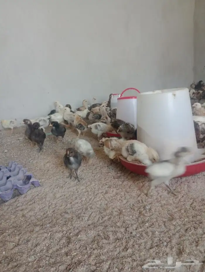 صوص بلدي للبيع 0