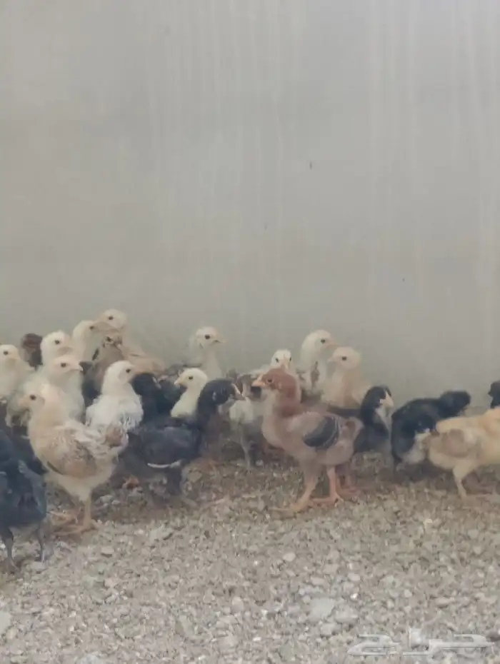 صوص بلدي للبيع 2