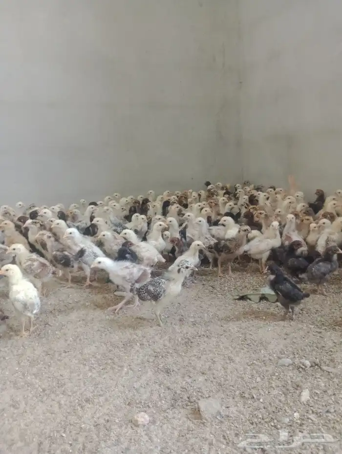 صوص بلدي للبيع 1