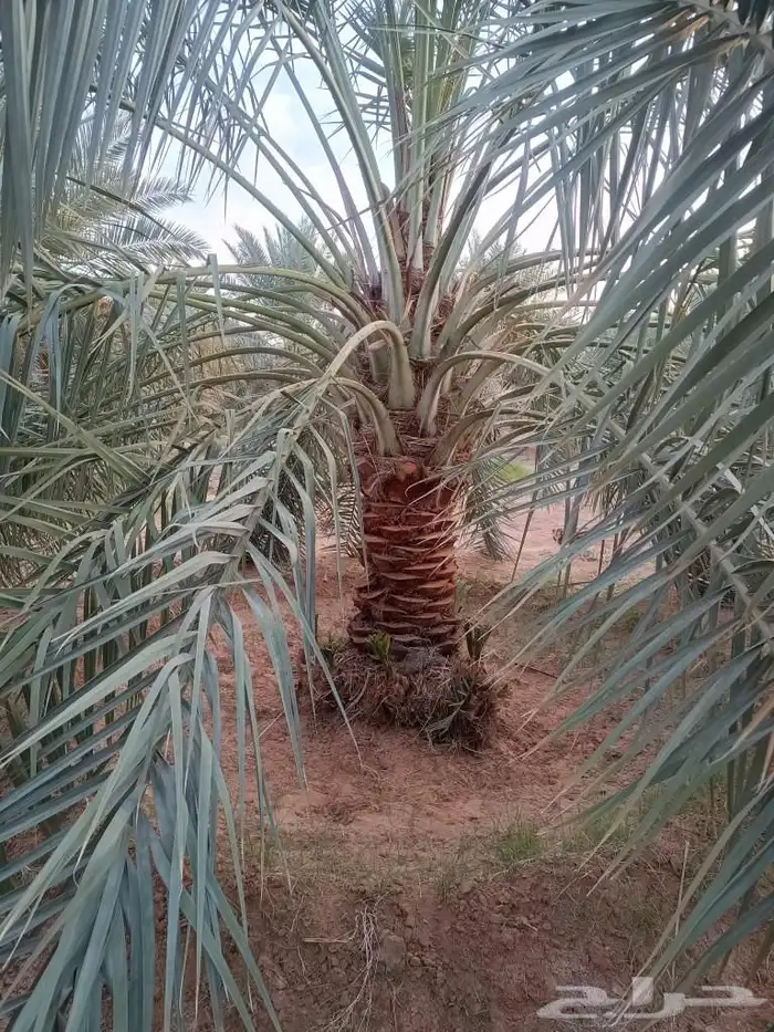 تركيب شبوك وتوريدها 5