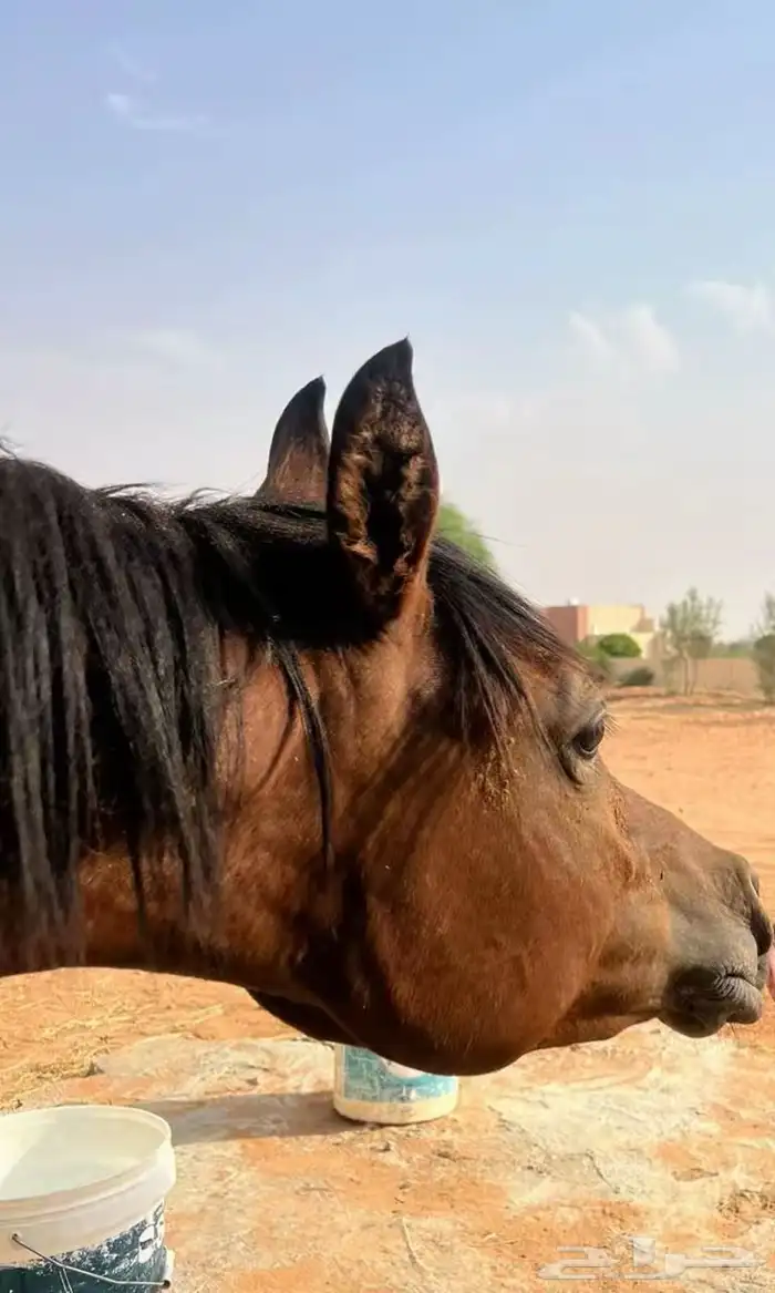 للبيع مهر سنتين فاخر 0