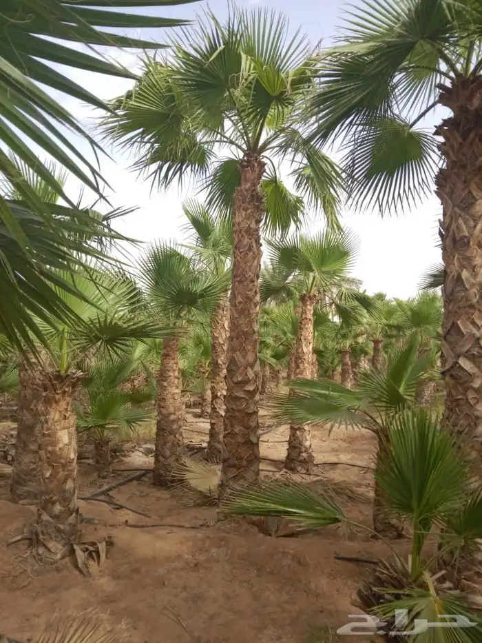 نخل مثمرونخل واشنطن زينه 2