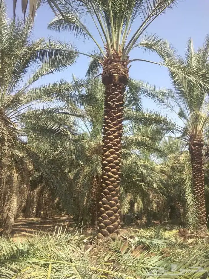 نخل عربي سرو ايطالي 3