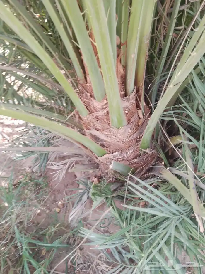 نخل للبيع 1