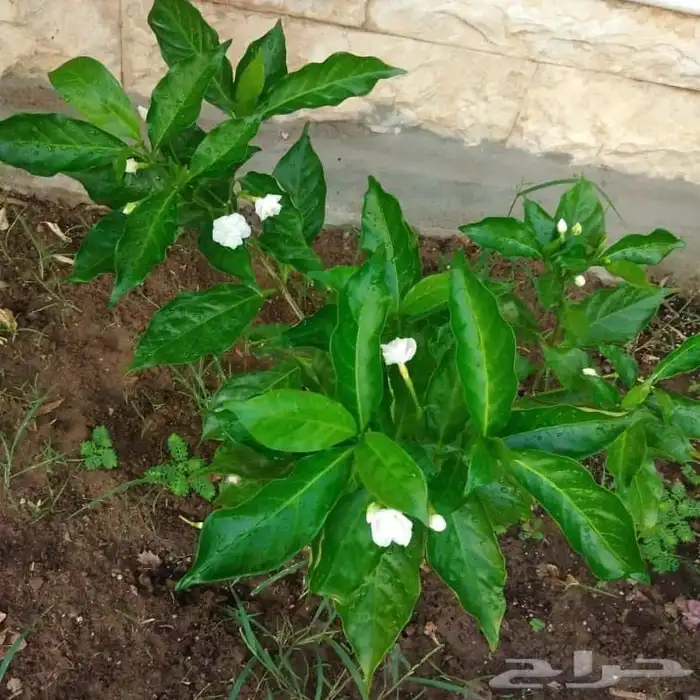 زراعة وتنسيق الحدائق كل مايخص الديكورات المنزليه 13