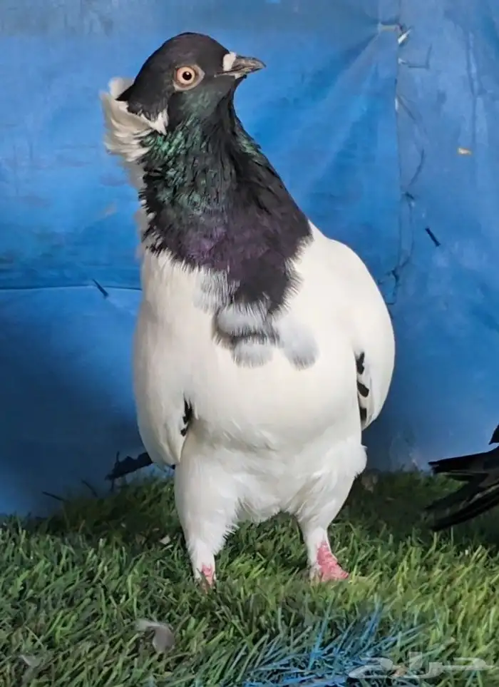 جووز ارباش اسود 4