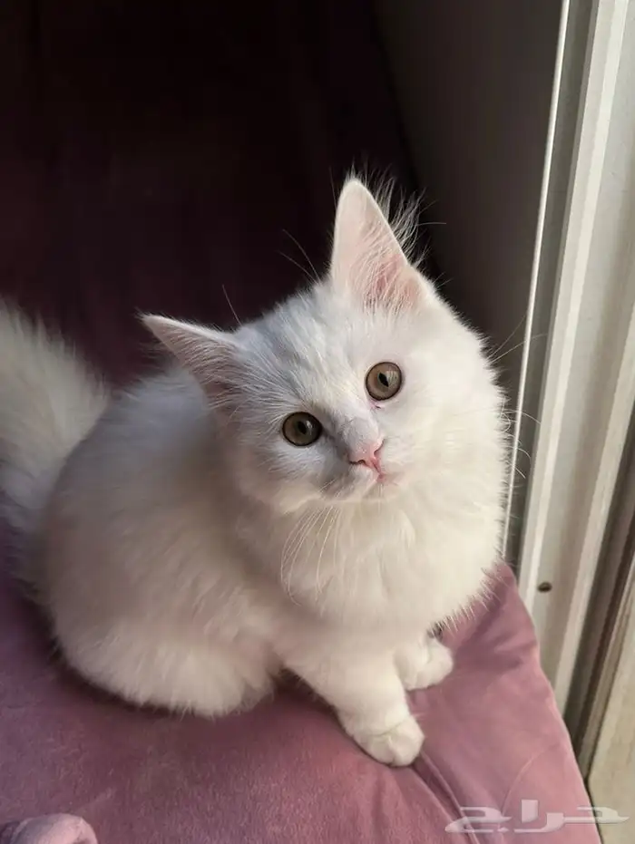 قطط للتبني 10