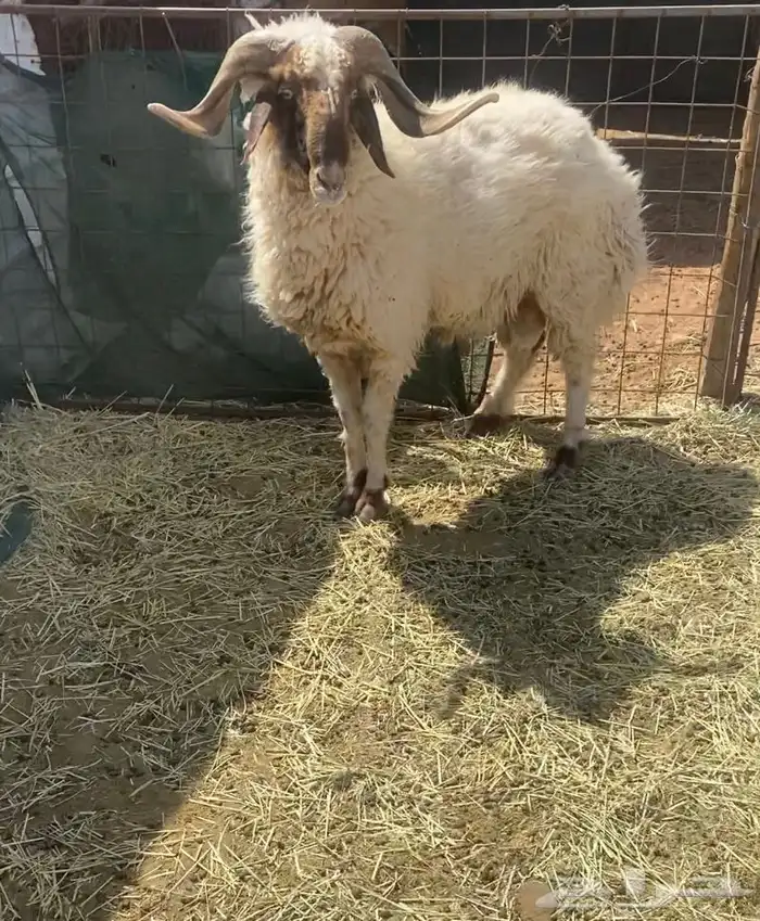 خروف فحل نعيمي 0