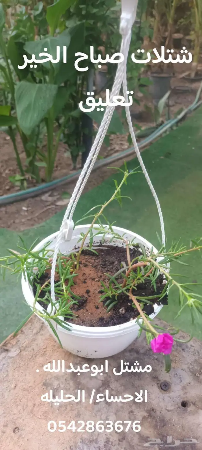 ساق البامبو ب 5 ريال   متوفر جميع انواع البتموس 2