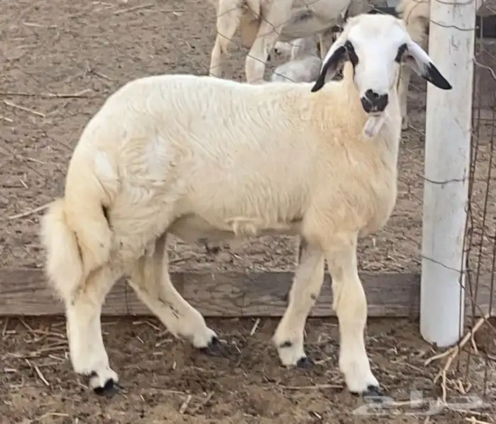 خروف حري للبيع 2