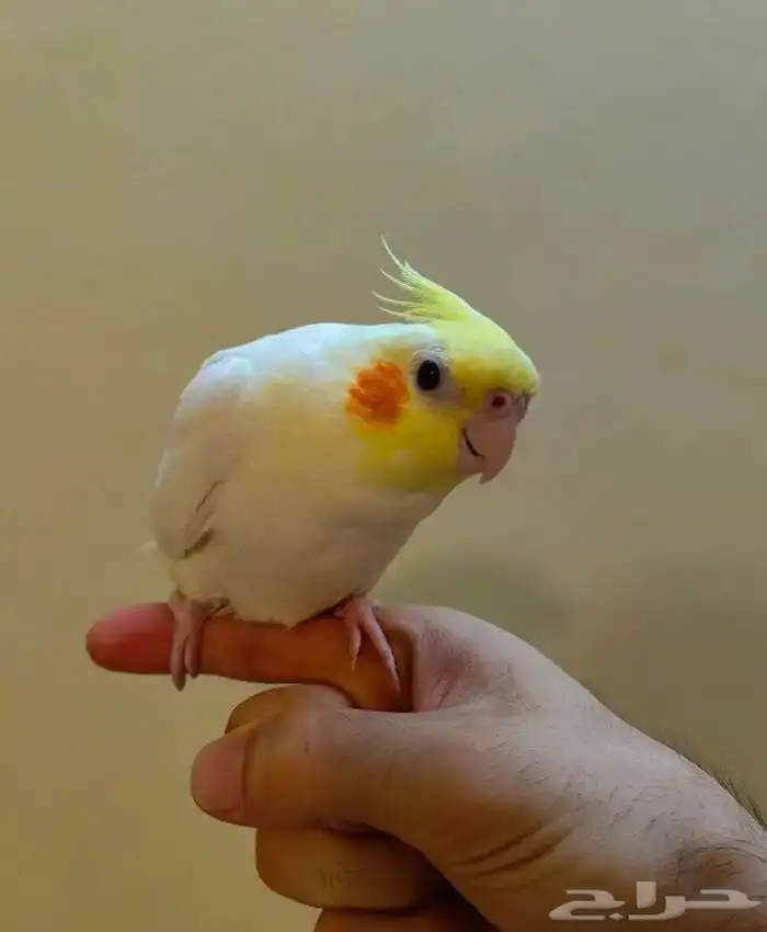 مروض ومدرب جميع أنواع الببغاوات والعصافير 7