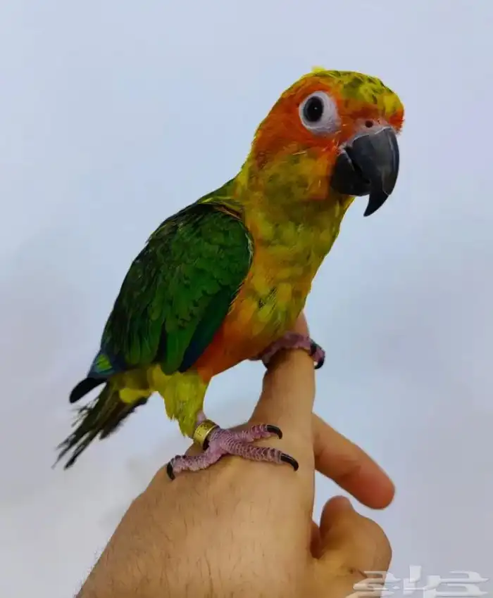 مروض ومدرب جميع أنواع الببغاوات والعصافير 6